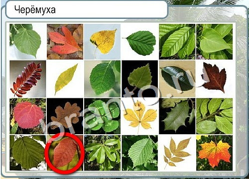 Игра Горячо-Холодно подсказки Уровень 3048 рыба лещ