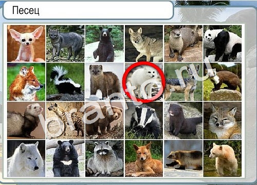 ответы на игру в одноклассниках Горячо-Холодно Уровень 3066 Голубика