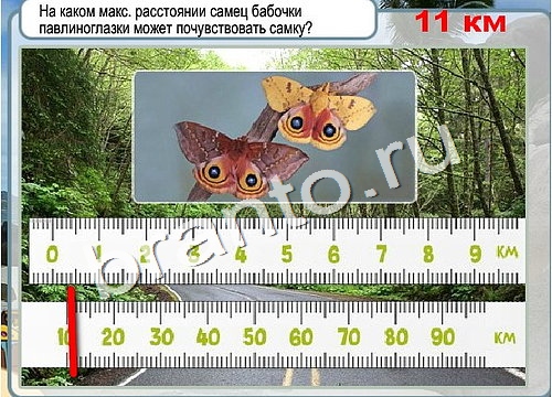 Игра Горячо-Холодно ответы Уровень 3077 бабочка Адмирал