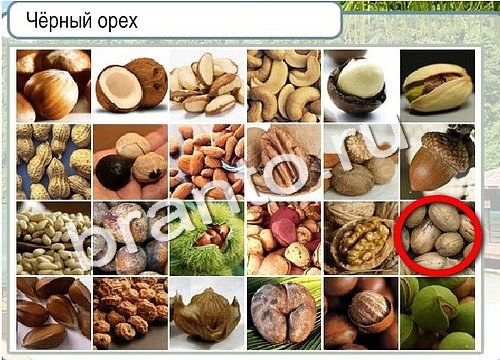 ответы на игру в одноклассниках Горячо-Холодно Уровень 3096 Голубика