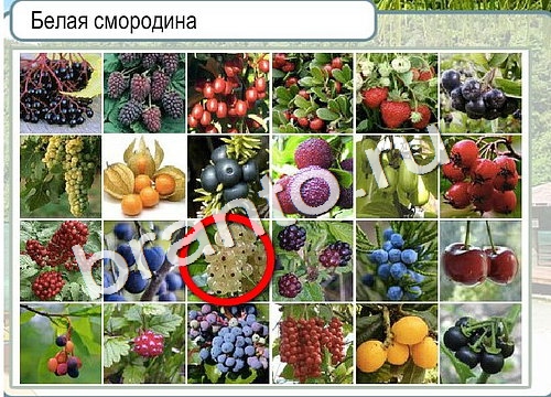 Горячо-Холодно решения Уровень 3102 Пищевод