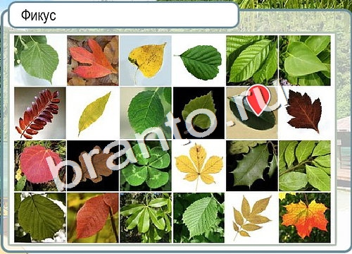 Горячо-Холодно игра помощь Уровень 3105 Наташа Королёва