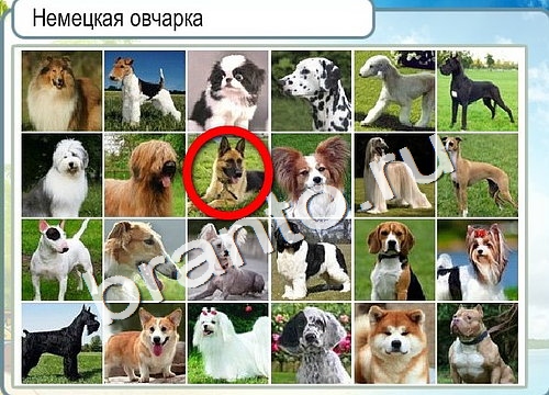 ответы на игру Горячо-Холодно Уровень 3151 печень