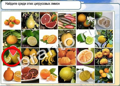 ответы на игру Горячо-Холодно Уровень 3181 печень