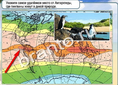 Горячо-Холодно игра ответы в одноклассниках Уровень 3187 Многоцветный лорикет