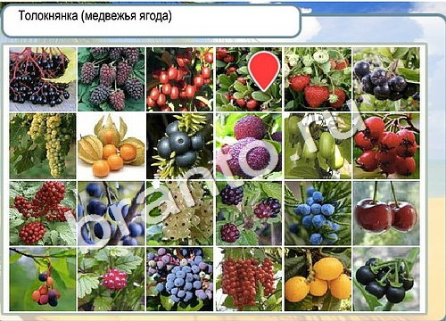 Горячо-Холодно ответы в картинках Уровень 3196 Черногория