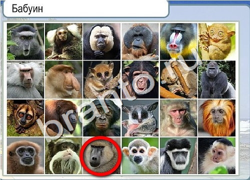 Горячо-Холодно игра ответы в одноклассниках Уровень 3217 Многоцветный лорикет