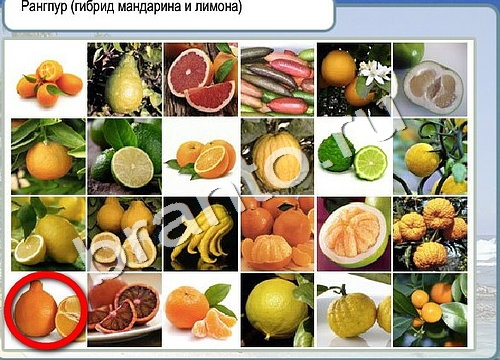 Горячо-Холодно игра помощь Уровень 3235 укажите марку авто