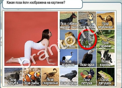 ответы на игру Горячо-Холодно Уровень 3241 печень