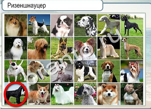 Игра Горячо-Холодно подсказки Уровень 3258 рыба лещ