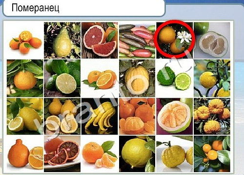 Игра Горячо-Холодно подсказки Уровень 3328 Померанец фото
