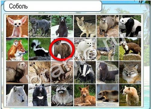 Горячо-Холодно игра ответы в одноклассниках Уровень 3397 Многоцветный лорикет