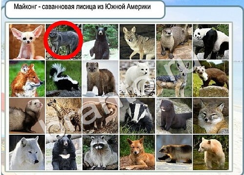 ответы на игру в одноклассниках Горячо-Холодно Уровень 3426 Голубика