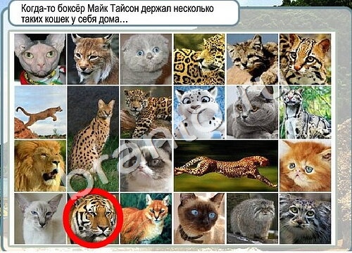 Решения на игру Горячо-Холодно Уровень 3453 автор Мёртвые души фото