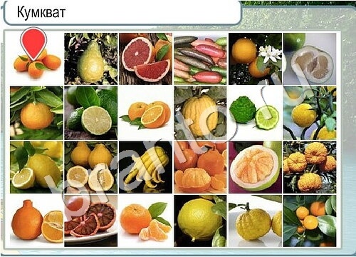 игра Горячо-Холодно помощь Уровень 3509 высота Олимпа