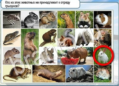 ответы на игру Горячо-Холодно Уровень 3511 печень