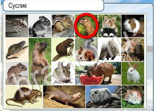 Горячо-Холодно решения Уровень 3522 Пищевод