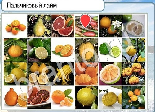 решебник на игру Горячо-Холодно Уровень 3531