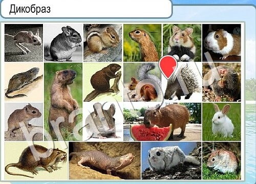 Горячо-Холодно игра подсказки Уровень 3564 знак родившегося 8 марта