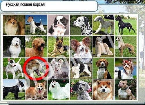 Горячо-Холодно ответы в картинках Уровень 3586 Черногория