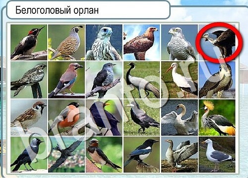 Горячо-Холодно игра ответы в одноклассниках Уровень 3607 Многоцветный лорикет