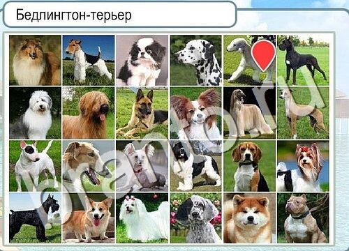 Игра Горячо-Холодно ответы Уровень 3617 бабочка Адмирал