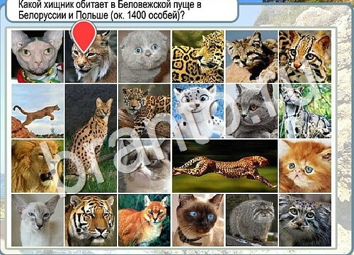 Горячо-Холодно ответы Уровень 3668 шляпа Клош