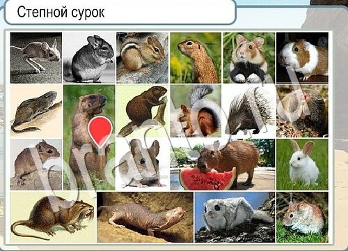 Горячо-Холодно ответы Уровень 3698 шляпа Клош