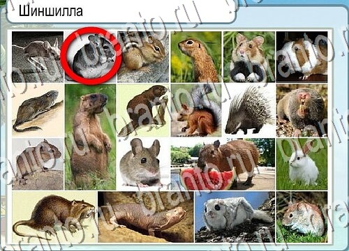 Помощь на игру Горячо-Холодно Уровень 3724 Кузя