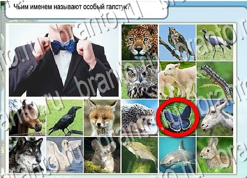 Горячо-Холодно ответы Уровень 3728 шляпа Клош