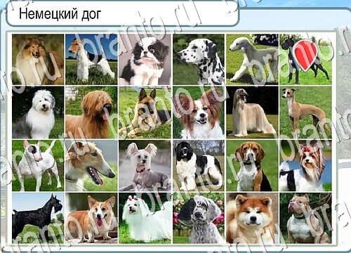 ответы на игру в одноклассниках Горячо-Холодно Уровень 3756 Голубика