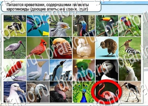 Горячо-Холодно ответы в картинках Уровень 3766 Черногория