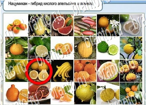 Горячо-Холодно игра помощь Уровень 3805 укажите марку авто