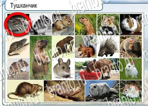 ответы к игре Горячо-Холодно Уровень 3815 Московский Кремль