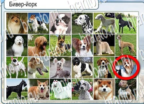 Горячо-Холодно игра ответы Уровень 3823