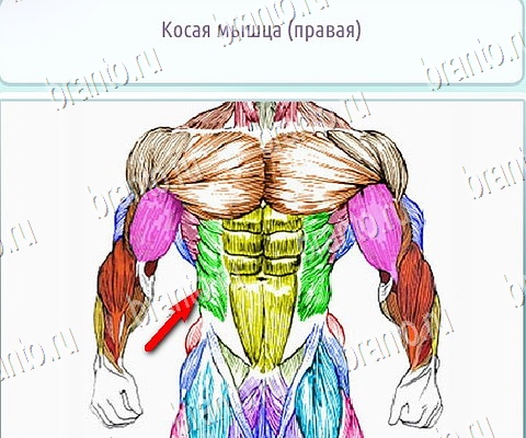 Горячо-Холодно-2 ответы в картинках Уровень 237