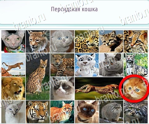 Подсказки на игру Горячо-Холодно-2 ВК Уровень 273