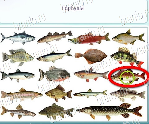 Горячо-Холодно-2 игра помощь в контакте Уровень 296