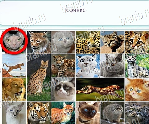 Решения на игру Горячо-Холодно-2 в контакте Уровень 334