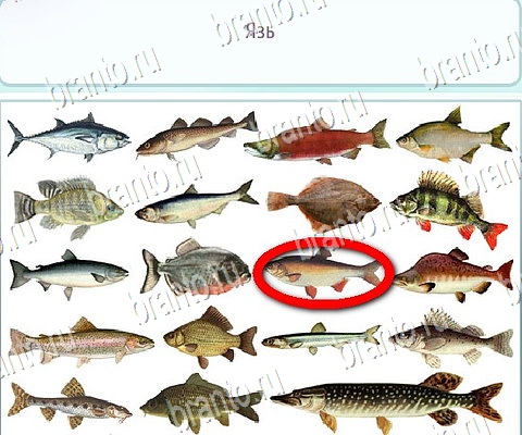 Горячо-Холодно-2 игра помощь в контакте Уровень 356