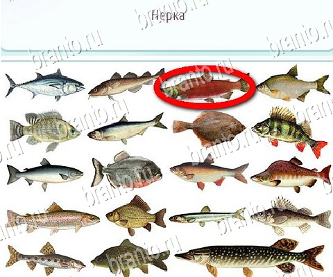 Горячо-Холодно-2 игра помощь в контакте Уровень 476