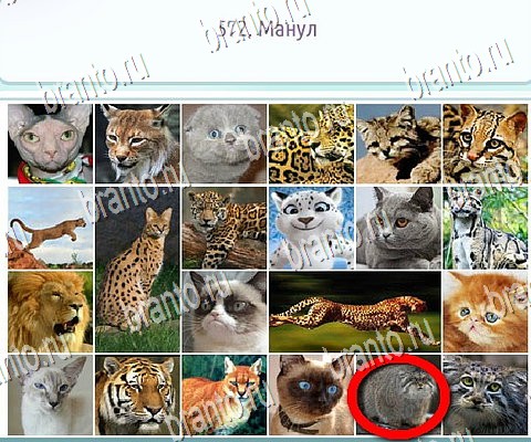 ответы на игру Горячо-Холодно-2 в одноклассниках Уровень 572