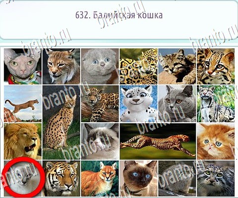 ответы на игру Горячо-Холодно-2 в одноклассниках Уровень 632