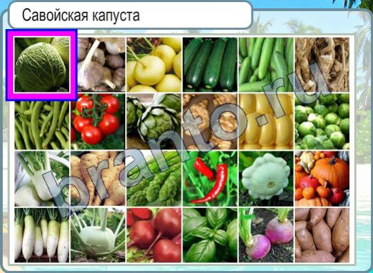 Игра Горячо-Холодно ответы Уровень 327 савойская капуста