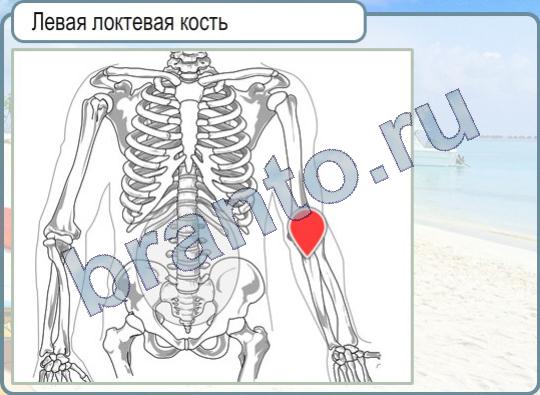 Игра Горячо-Холодно подсказки Уровень 348 левая локтевая кость