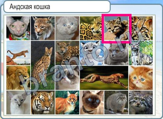 игра Горячо-Холодно помощь Уровень 349 андская кошка фото