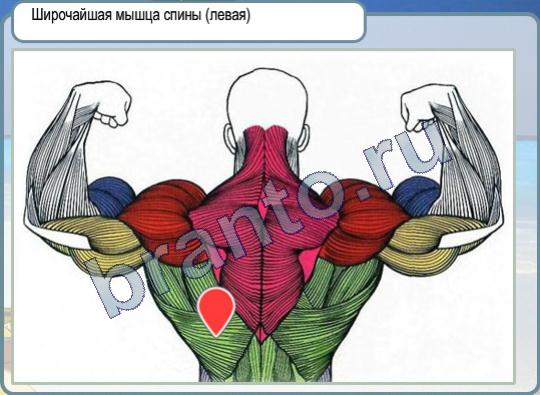 Горячо-Холодно подсказки Уровень 219 левая широчайшая мышца спины
