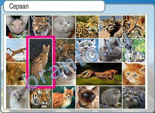 игра Горячо-Холодно в контакте помощь Уровень 289 сервал