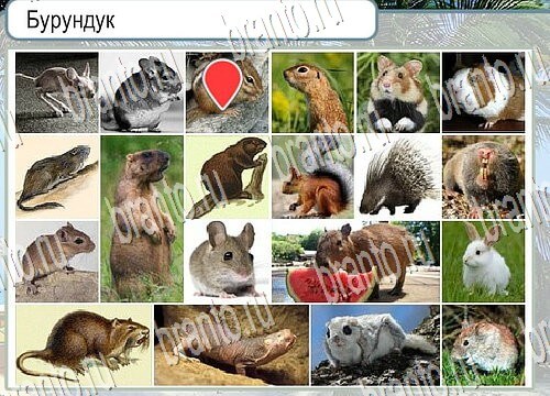 Помощь на игру Горячо-Холодно Уровень 3874 Кузя