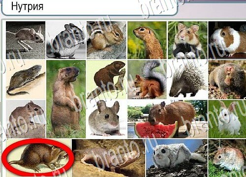 Помощь на игру Горячо-Холодно Уровень 3904 Кузя